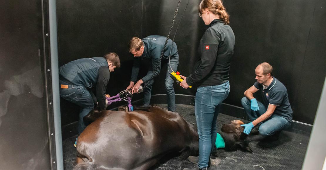 Railtechniek_monorail_horse_health_chainhoist_4